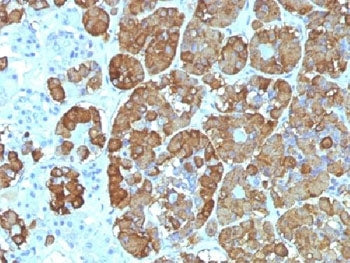 CLIP Antibody / ACTH