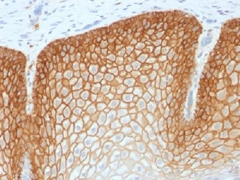 CD44v4 Antibody