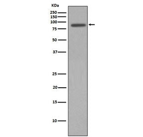 Western blot testing of human HeLa cell lysate with NBS1 antibody. Predicted molecular weight ~95 kD