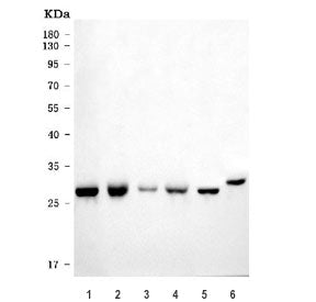 ECHS1 Antibody / Enoyl-CoA hydratase 1