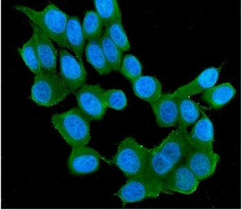 Immunofluorescent staining of FFPE human MCF7 cells with RAB11B antibody (green) and DAPI nuclear st