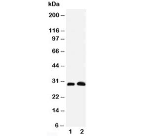 Aquaporin 5 Antibody