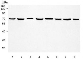 RTN4R Antibody / Reticulon-4 receptor / Nogo 66 receptor