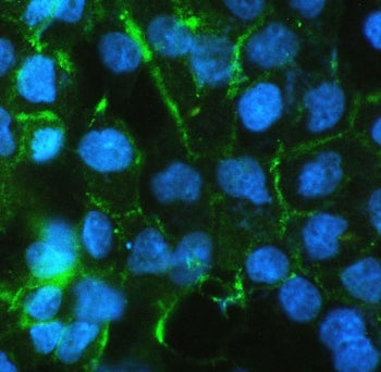 Beta Catenin Antibody