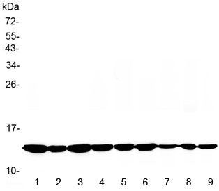 Cytochrome C Antibody
