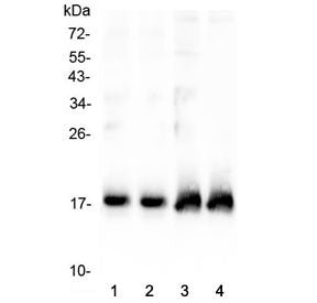 Atrial Natriuretic Peptide/Factor Antibody