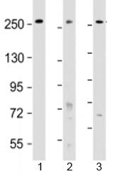 PCNXL2 Antibody