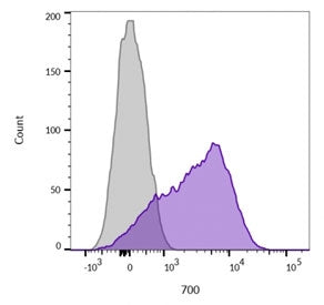 Flow cytometry testing of live Jurkat cells with CD45 antibody (clone 136-4B5, purple), and unstaine