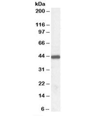 Western blot testing of human tonsil lysate with ILF2 antibody at 0.03ug/ml. Expected molecular weig