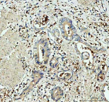 GPX1 Antibody