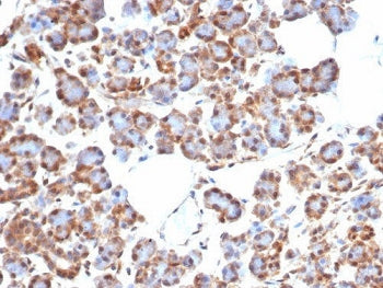 IHC staining of FFPE human salivary gland tissue with SMAD4 / DPC4 antibody (clone SMAD4/7905R). HIE