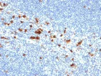Integrin alpha E Antibody / CD103