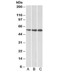 HMGCS1 Antibody