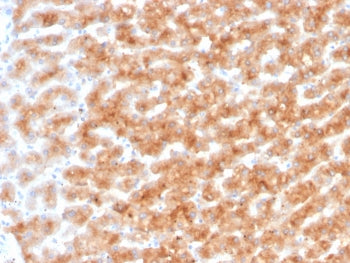 IHC staining of FFPE human liver tissue with Paraoxonase 1 antibody (clone PON1/1351). HIER: boil ti