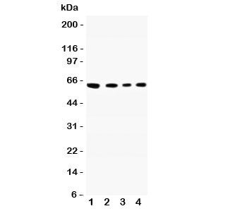 CADM1 Antibody