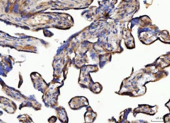 IHC staining of FFPE human placental tissue with NUDCD3 antibody. HIER: boil tissue sections in pH8