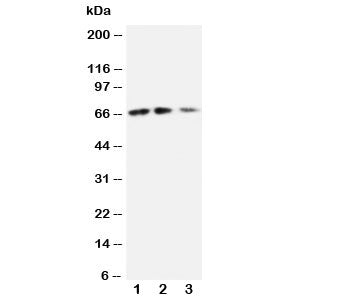 CX3CL1 Antibody