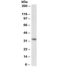 CD74 Antibody