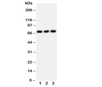SERT Antibody (Serotonin transporter)