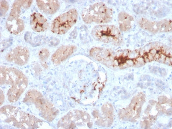IHC staining of FFPE human kidney with FGF-23 antibody. HIER: boil tissue sections in pH 9 10mM Tris