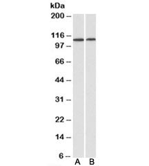 BMP Antibody