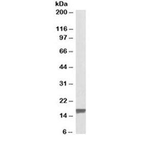 TSPO Antibody