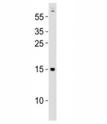 Western blot testing of Gabarapa antibody at 1:500 dilution + zebrafish lysate; Predicted molecular
