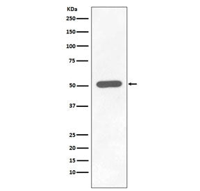 CHK1 Antibody (pS296)