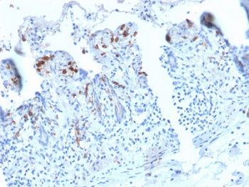 DC-SIGN Antibody / CD209