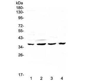 Cdk6 Antibody
