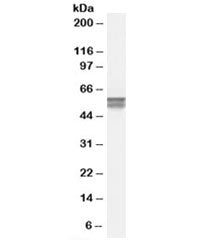 CACNB4 Antibody