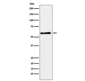PAK3 Antibody