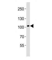 Western blot analysis of lysate from human brain tissue lysate using DDR1 antibody diluted at 1:1000