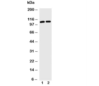 TRIF Antibody