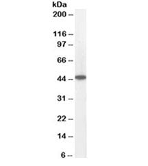 ACADM Antibody
