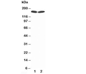 nNOS Antibody