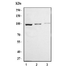 TUBGCP3 Antibody / Gamma-tubulin complex component 3