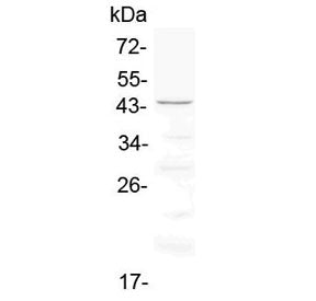 Cd134 Antibody / Ox40