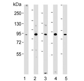 NUP93 Antibody / Nucleoporin 93