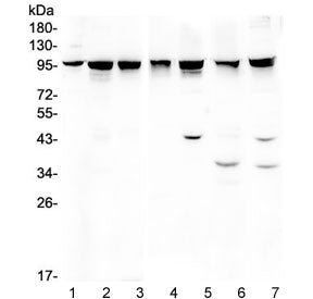 ALIX Antibody