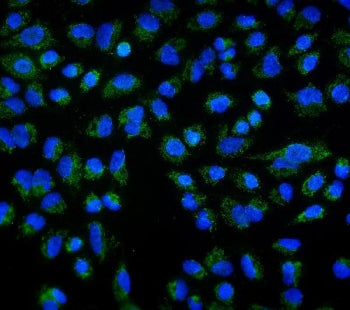 Immunofluorescent staining of FFPE human A549 cells with DLL1 antibody (green) and DAPI nuclear stai