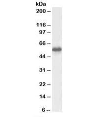 Western blot testing of human testis lysate with CSN1 antibody at 0.5ug/ml. Predicted molecular weig