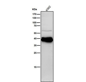 Human K562 cell lysate tested with the Phospho-CrkL (Tyr207) antibody at 1:1000 dilution for 1 hour