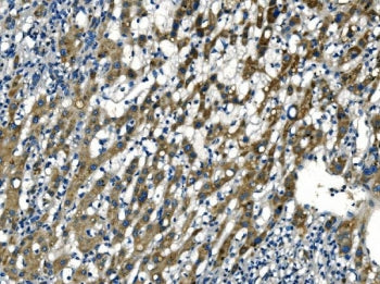 Apelin Antibody / APLN / APEL