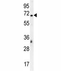 TCF4 Antibody