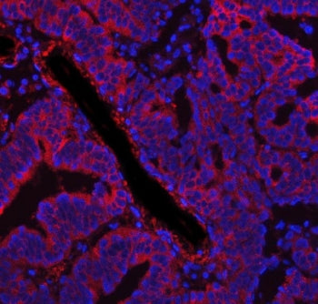 FASN Antibody / Fatty acid synthase