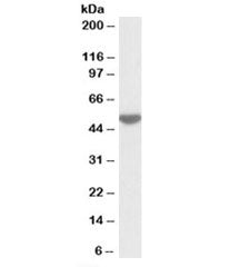 LSP1 Antibody