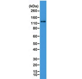 N-Cadherin Antibody / CDH2