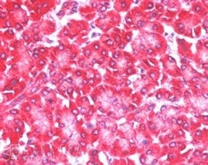 EIF4ENIF1 Antibody