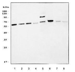AKT3 Antibody